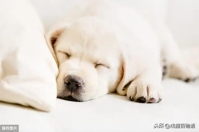 狗狗肢體語言表達情緒 你看懂了嗎